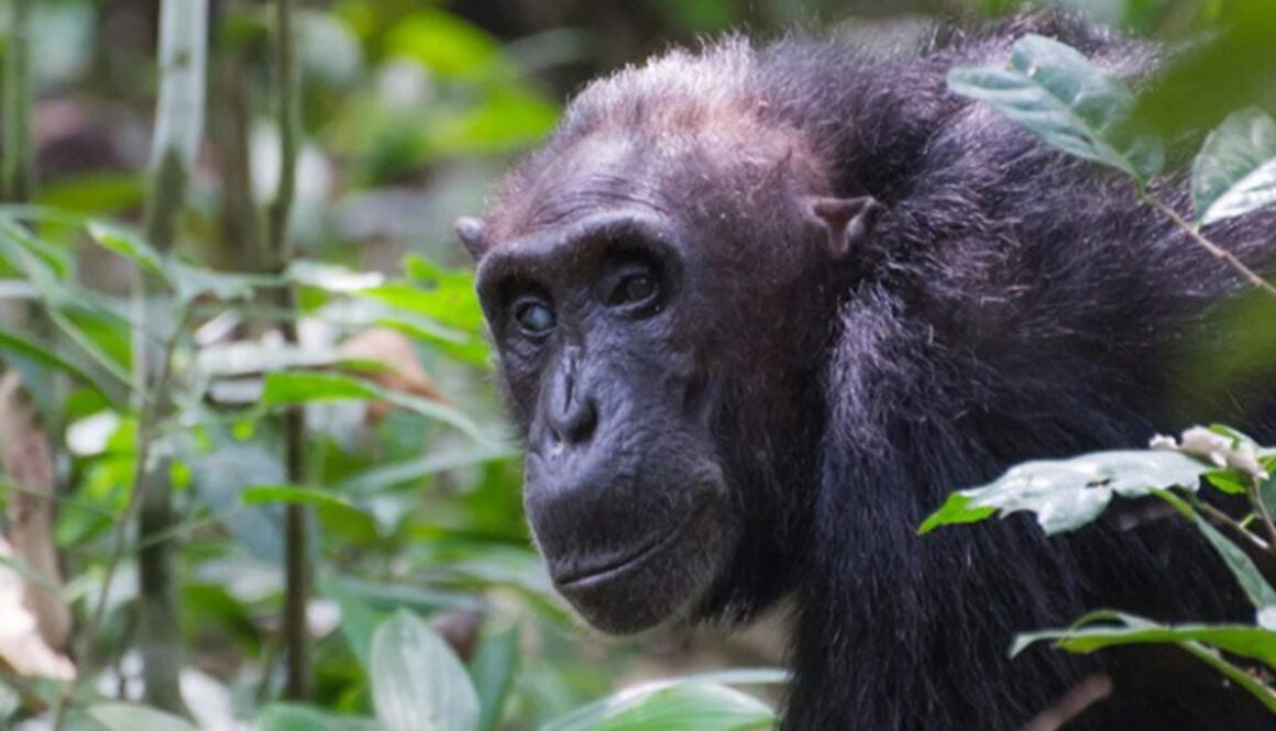 Menopausal chimpanzees deepen the mystery of why women stop reproducing