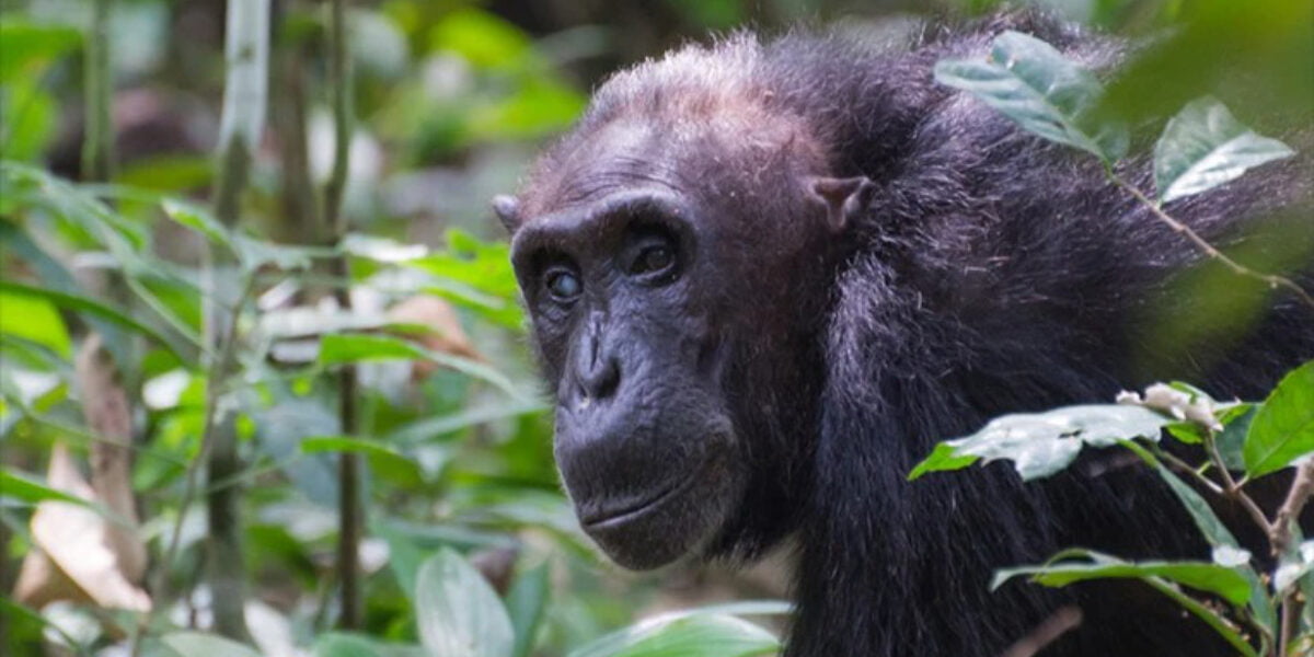 Menopausal chimpanzees deepen the mystery of why women stop reproducing