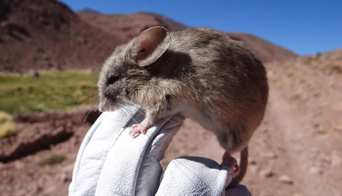 Mysterious mouse mummies found atop lofty volcanoes