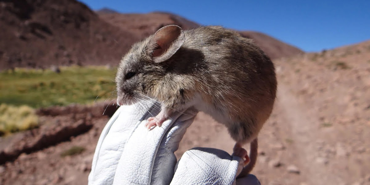 Mysterious mouse mummies found atop lofty volcanoes