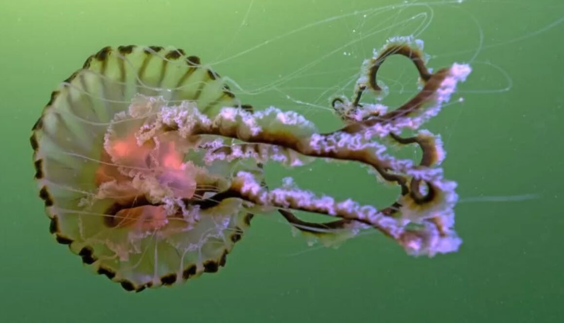 Boom in unusual jellyfish spotted in UK waters