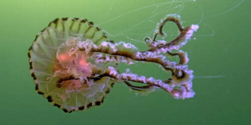 Boom in unusual jellyfish spotted in UK waters