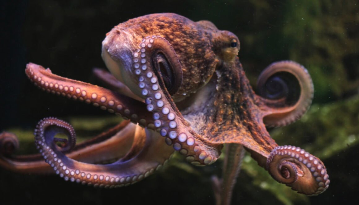 This octopus-inspired patch could deliver drugs like Ozempic through your cheek