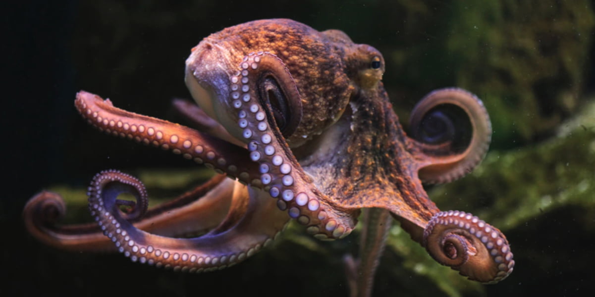 This octopus-inspired patch could deliver drugs like Ozempic through your cheek