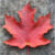 Profile picture of CanadianGal2004